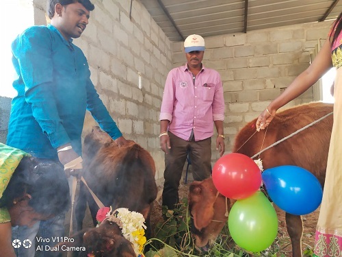 /media/chandra/1NGO-Chandramouleshwara-cattle.jpg